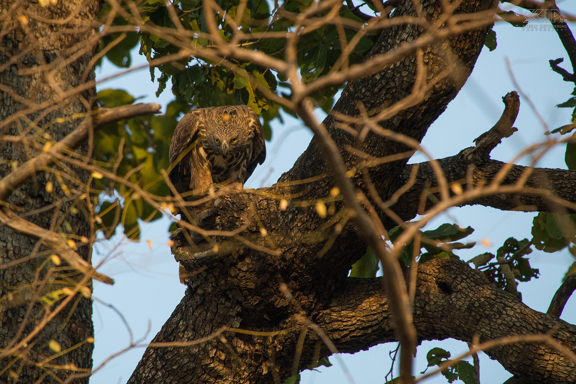 Tadoba - Indische kuifarend (Crested hawk eagle/Changeable Hawk-Eagle/Nisaetus cirrhatus) Stefan Cruysberghs